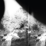 Godspeed You! Black Emperor - 'Asunder, Sweet And Other Distress' Cover